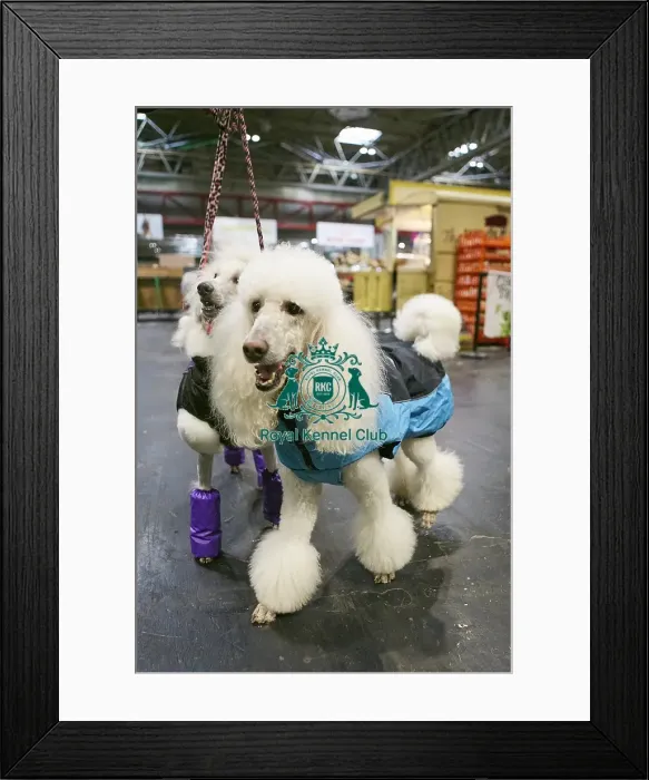 Framed Print : Crufts 2018 Framed Print : Crufts 2018