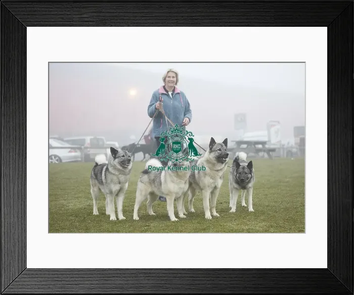 Framed Print : Crufts 2018 Framed Print : Crufts 2018