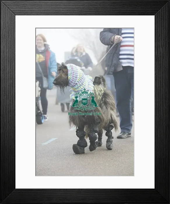 Framed Print : Crufts 2018 Framed Print : Crufts 2018