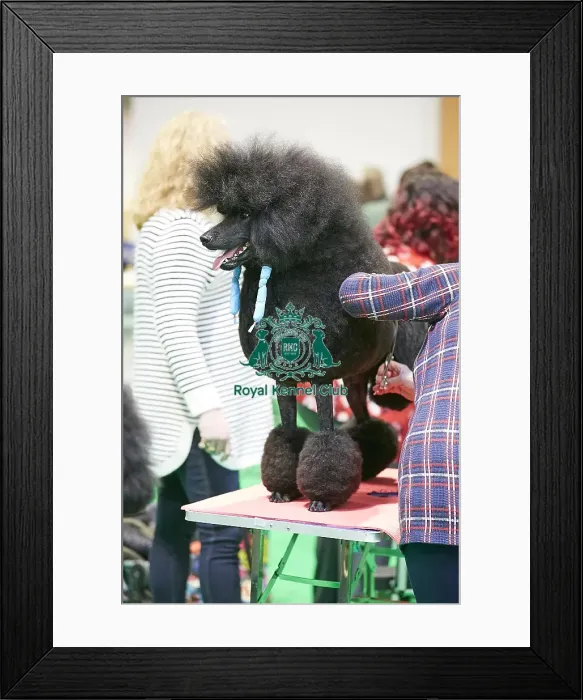 Framed Print : Crufts 2018 Framed Print : Crufts 2018