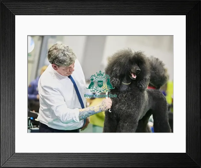 Framed Print : Crufts 2018 Framed Print : Crufts 2018
