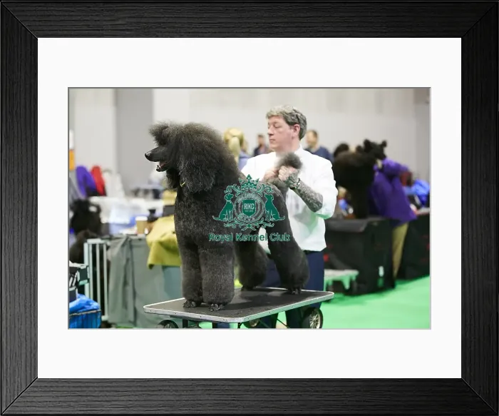 Framed Print : Crufts 2018 Framed Print : Crufts 2018