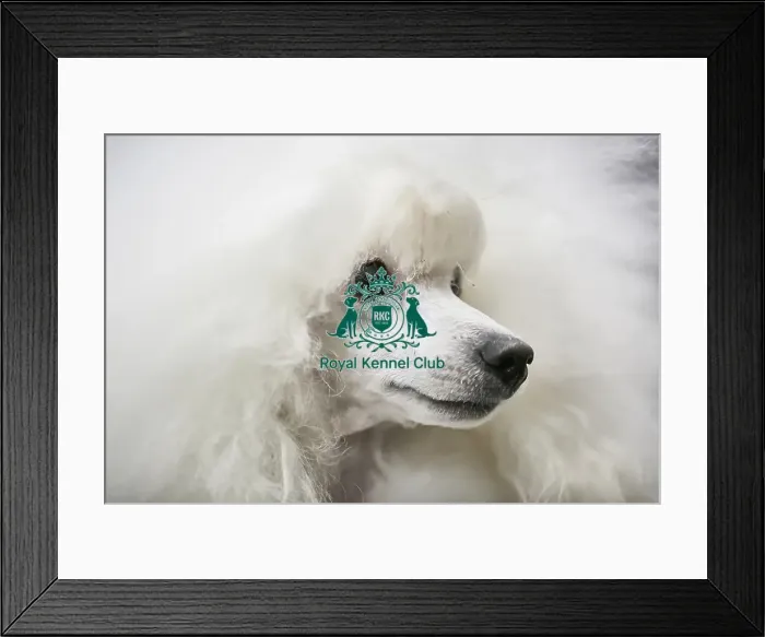 Framed Print : Crufts 2018