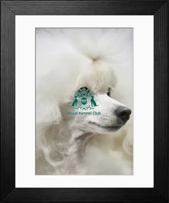 Framed Print : Crufts 2018 Framed Print : Crufts 2018