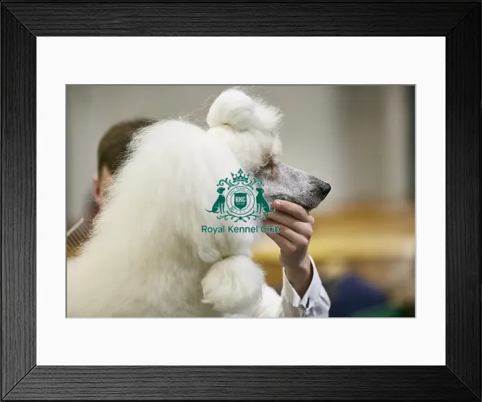Framed Print : Crufts 2018 Framed Print : Crufts 2018