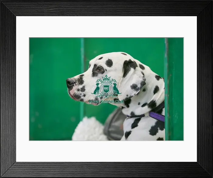 Framed Print : Crufts 2018 Framed Print : Crufts 2018
