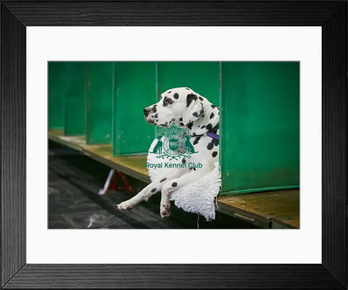 Framed Print : Crufts 2018 Framed Print : Crufts 2018
