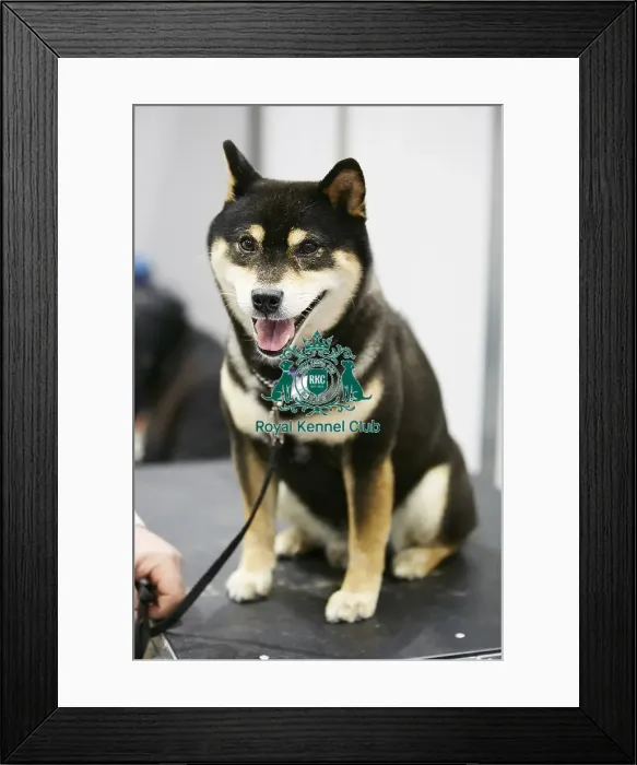 Framed Print : Crufts 2018 Framed Print : Crufts 2018
