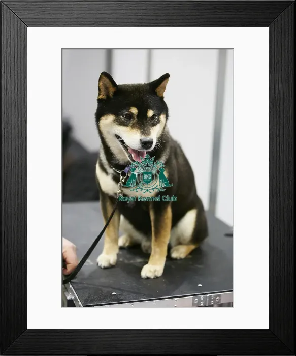Framed Print : Crufts 2018 Framed Print : Crufts 2018