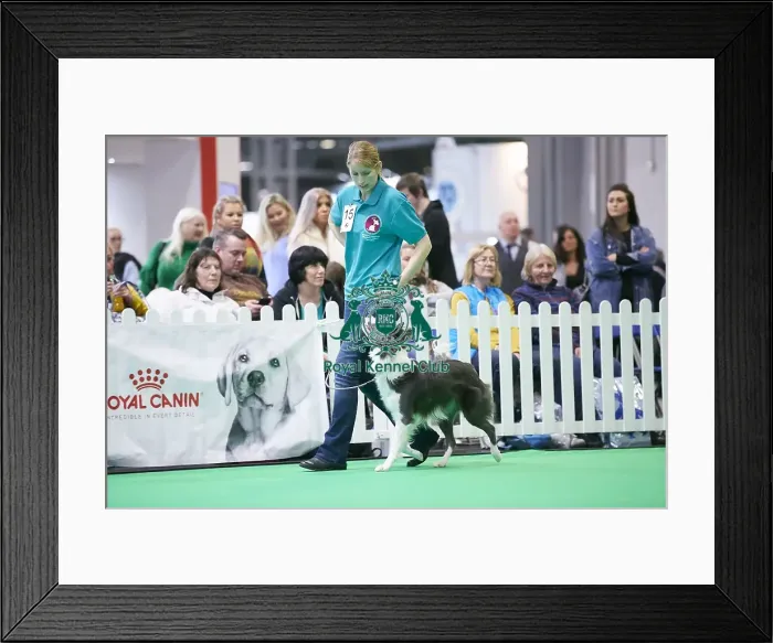 Framed Print : Crufts 2018 Framed Print : Crufts 2018
