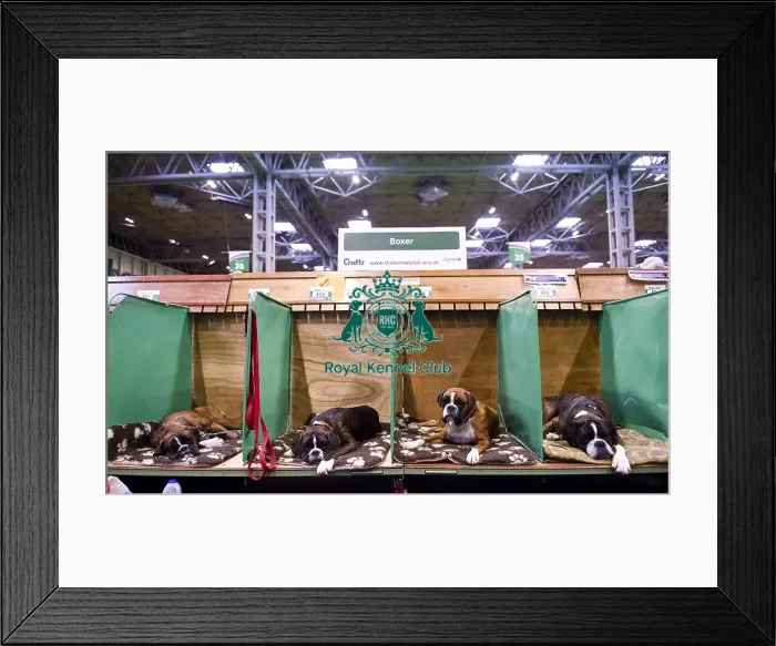 Framed Print : Crufts 2018