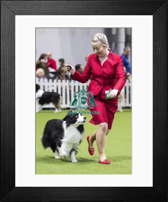 Framed Print : Crufts 2018 Framed Print : Crufts 2018