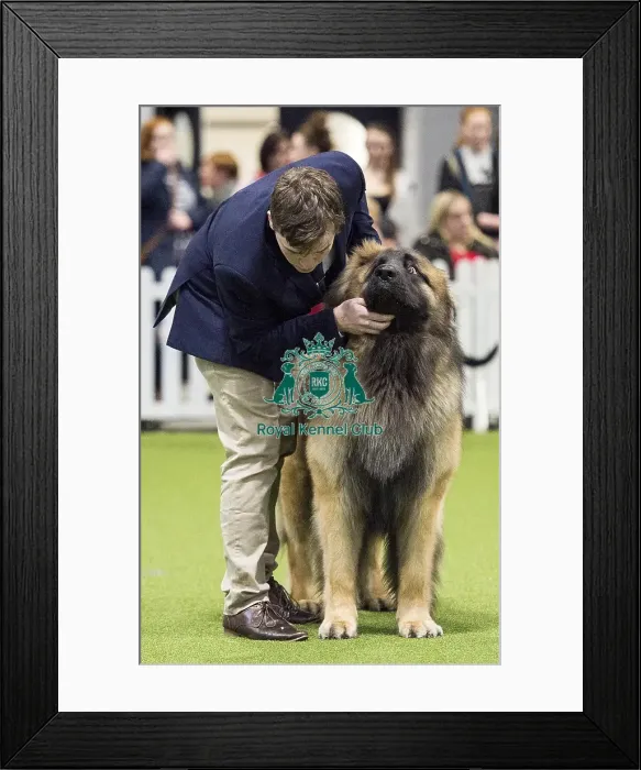 Framed Print : Crufts 2018