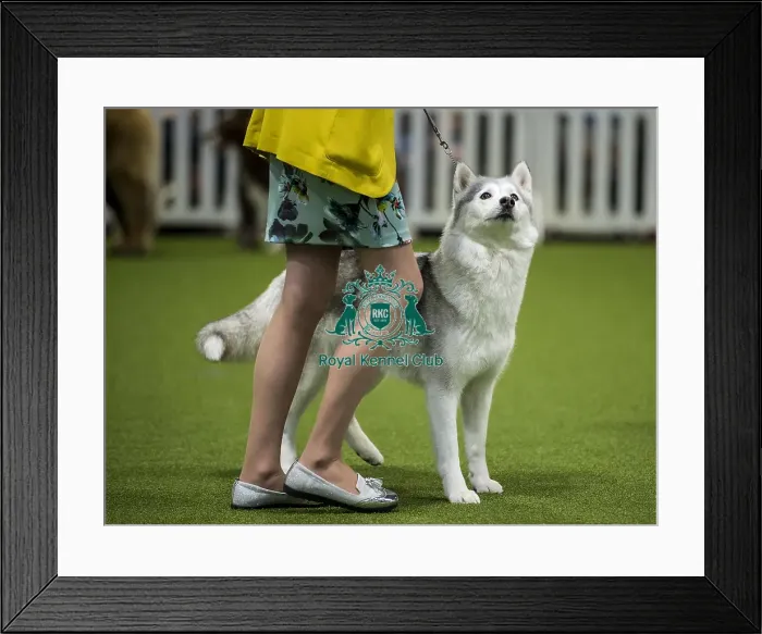 Framed Print : Crufts 2018 Framed Print : Crufts 2018