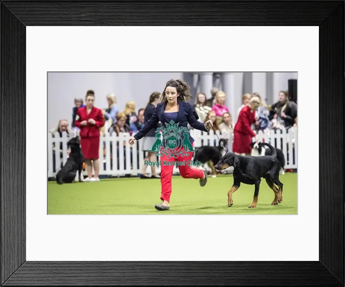 Framed Print : Crufts 2018 Framed Print : Crufts 2018