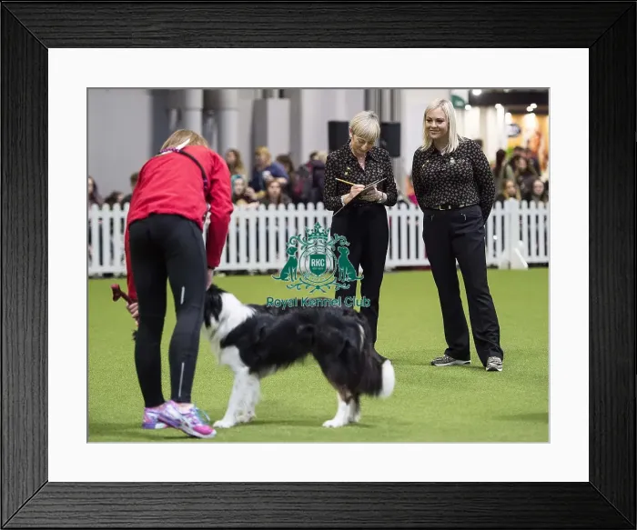 Framed Print : Crufts 2018 Framed Print : Crufts 2018