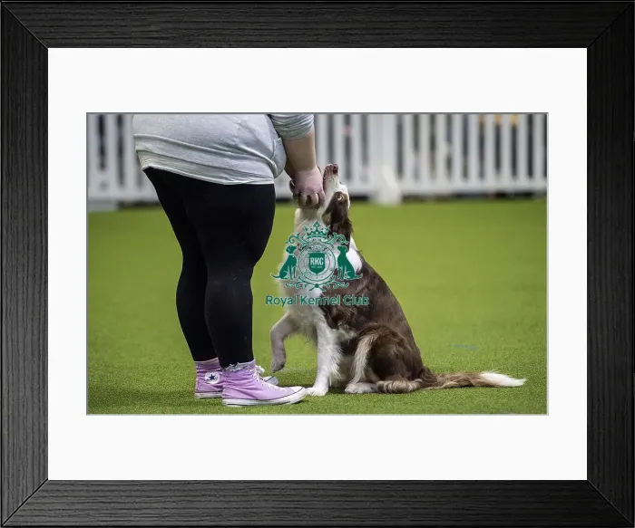 Framed Print : Crufts 2018 Framed Print : Crufts 2018