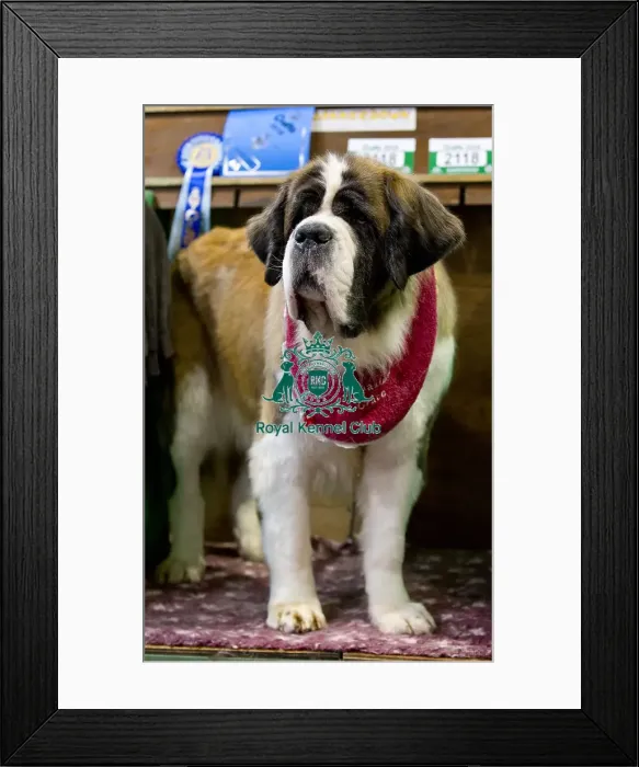 Framed Print : Crufts 2018 Framed Print : Crufts 2018
