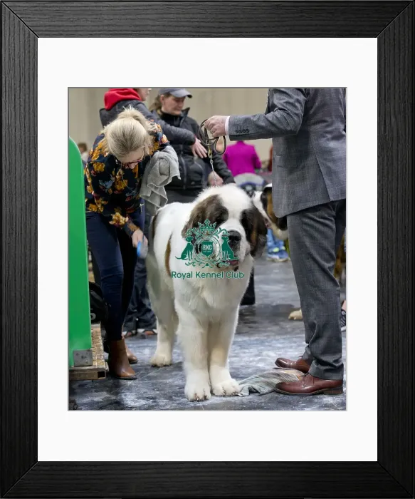 Framed Print : Crufts 2018 Framed Print : Crufts 2018