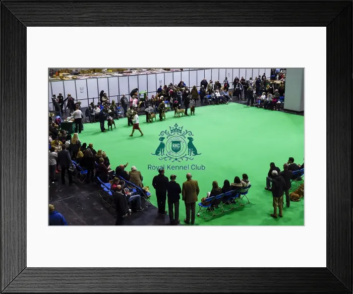 Framed Print : Crufts 2018 Framed Print : Crufts 2018