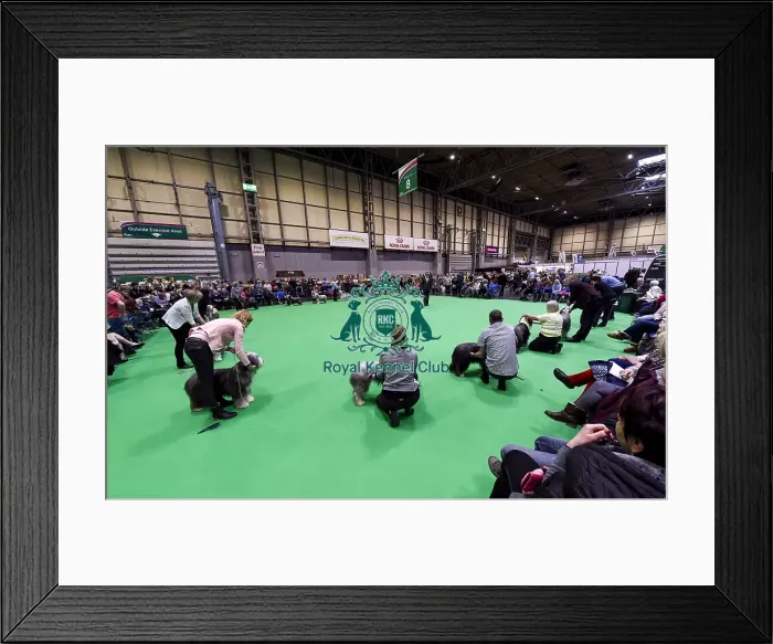 Framed Print : Crufts 2018 Framed Print : Crufts 2018