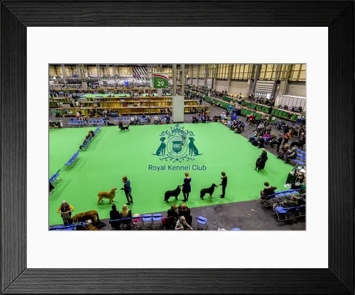 Framed Print : Crufts 2018 Framed Print : Crufts 2018