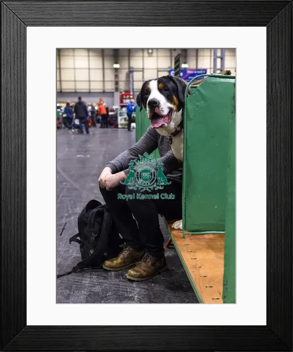 Framed Print : Crufts 2018 Framed Print : Crufts 2018