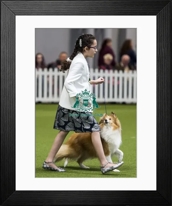 Framed Print : Crufts 2018 Framed Print : Crufts 2018