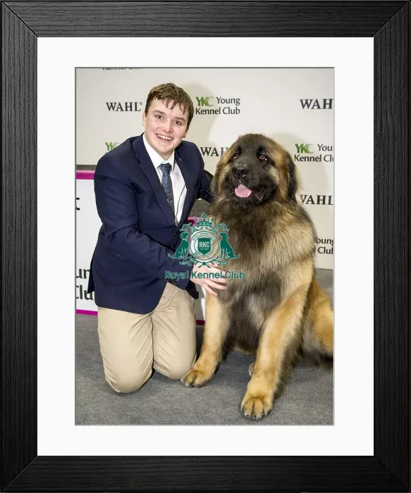 Framed Print : Crufts 2018 Framed Print : Crufts 2018