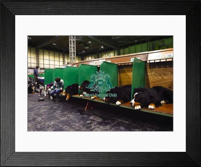 Framed Print : Crufts 2018 Framed Print : Crufts 2018