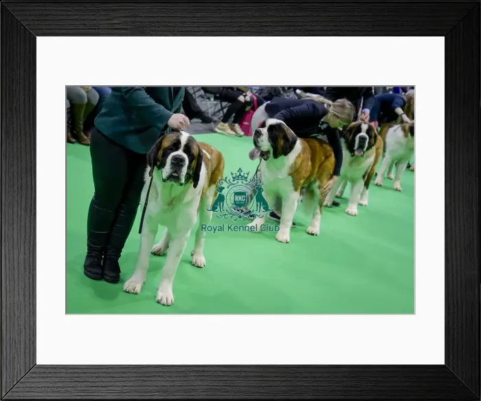 Framed Print : Crufts 2018 Framed Print : Crufts 2018