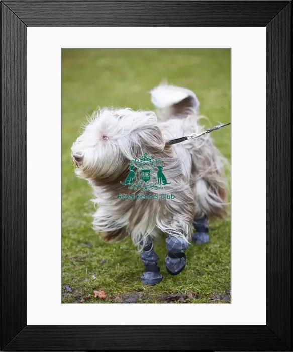 Framed Print : Crufts 2018 Framed Print : Crufts 2018