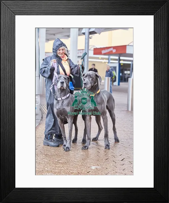 Framed Print : Crufts 2018 Framed Print : Crufts 2018