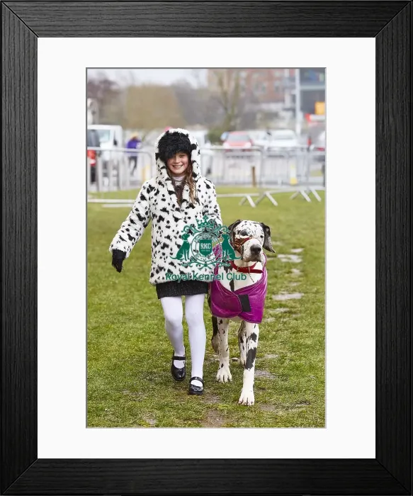Framed Print : Crufts 2018 Framed Print : Crufts 2018
