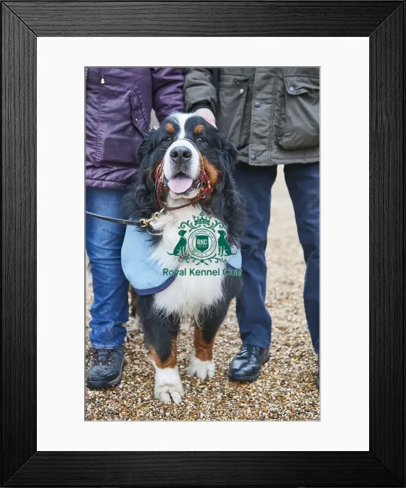 Framed Print : Crufts 2018 Framed Print : Crufts 2018