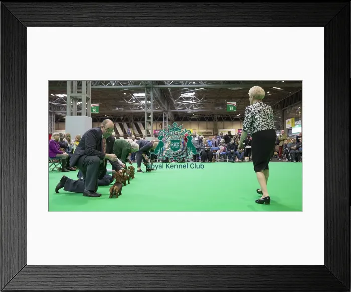 Framed Print : Crufts 2018 Framed Print : Crufts 2018