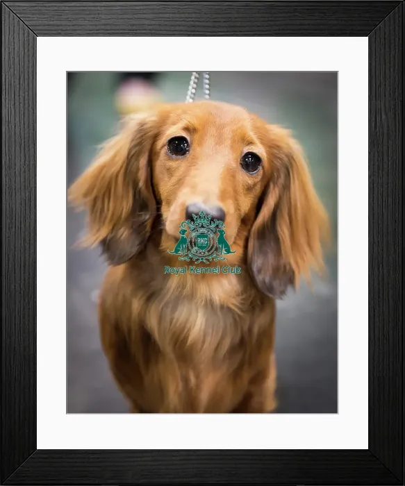 Framed Print : Crufts 2018