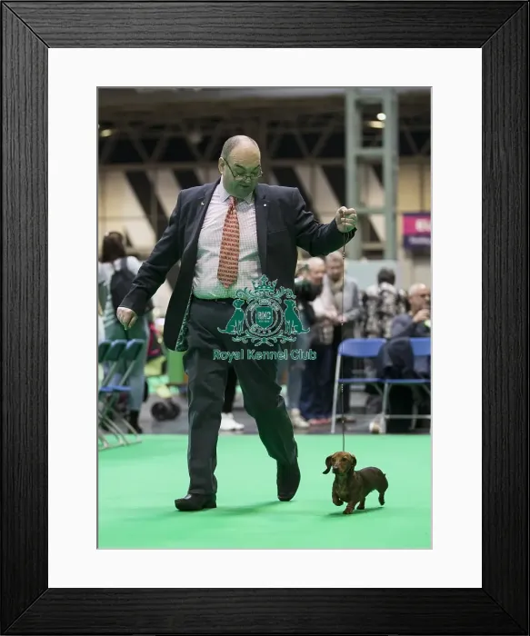 Framed Print : Crufts 2018 Framed Print : Crufts 2018
