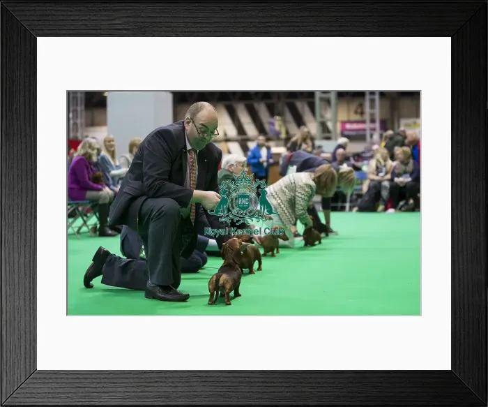Framed Print : Crufts 2018