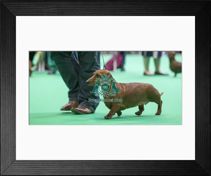 Framed Print : Crufts 2018 Framed Print : Crufts 2018