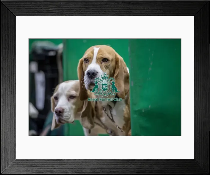Framed Print : Crufts 2018 Framed Print : Crufts 2018