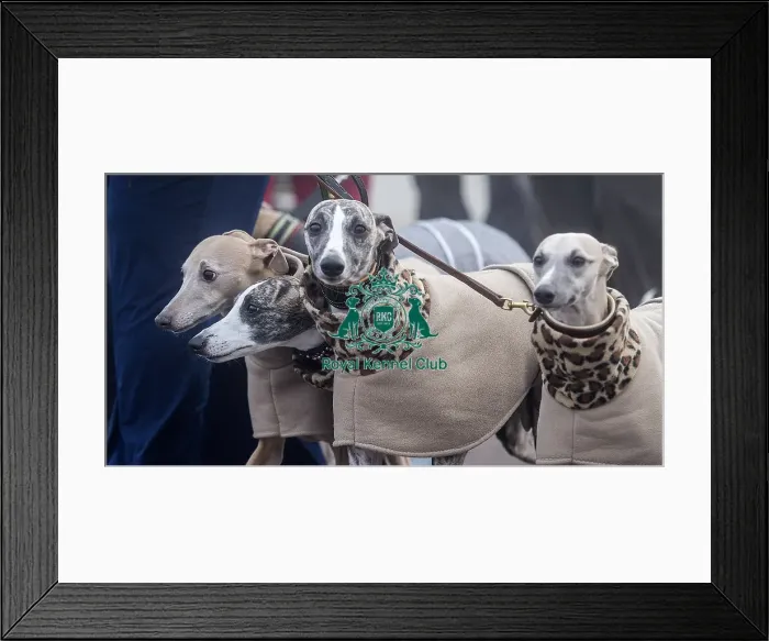 Framed Print : Crufts 2018 Framed Print : Crufts 2018