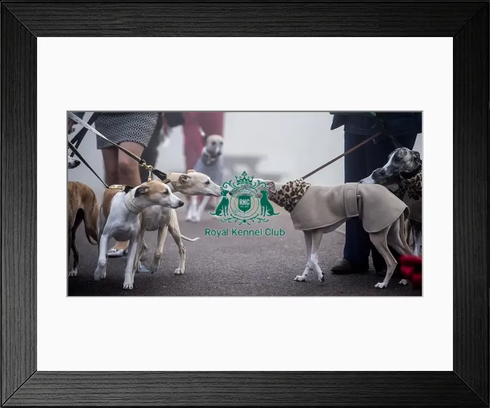 Framed Print : Crufts 2018 Framed Print : Crufts 2018