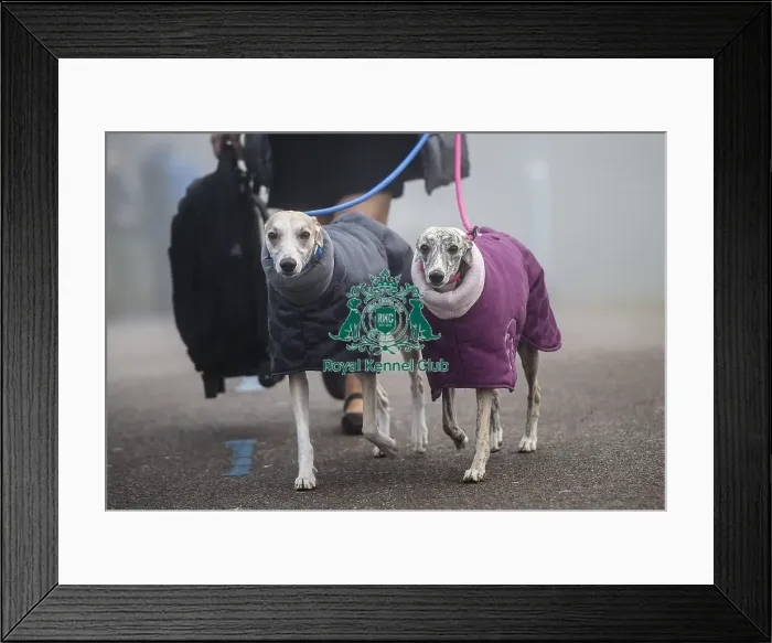 Framed Print : Crufts 2018 Framed Print : Crufts 2018