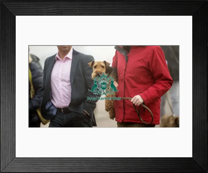 Framed Print : Crufts 2018 Framed Print : Crufts 2018