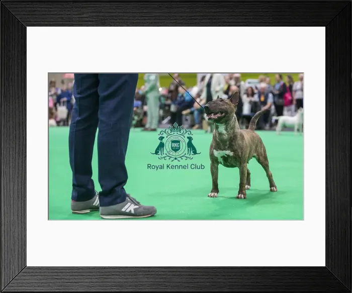 Framed Print : Crufts 2018 Framed Print : Crufts 2018