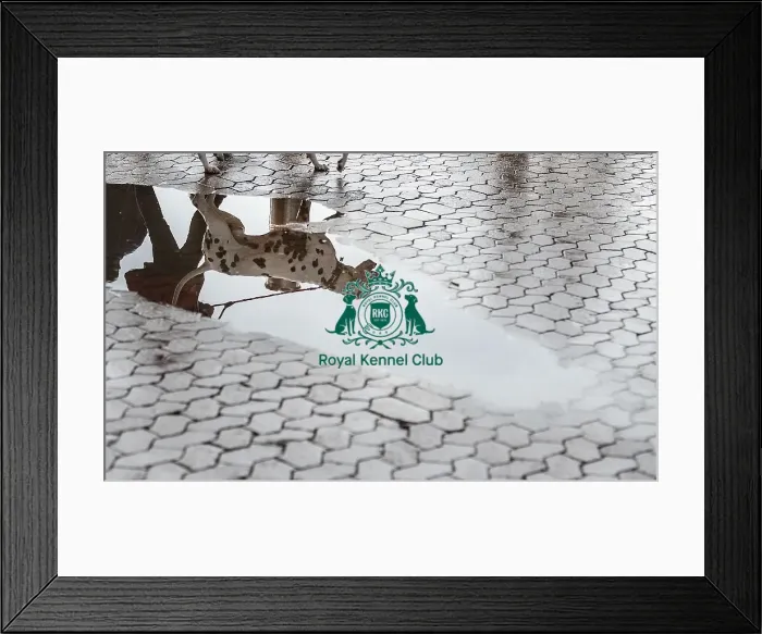 Framed Print : Crufts 2018 Framed Print : Crufts 2018