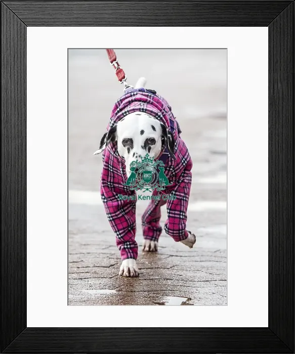 Framed Print : Crufts 2018 Framed Print : Crufts 2018