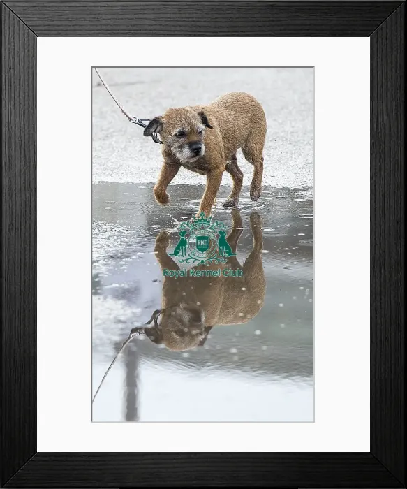 Framed Print : Crufts 2018 Framed Print : Crufts 2018