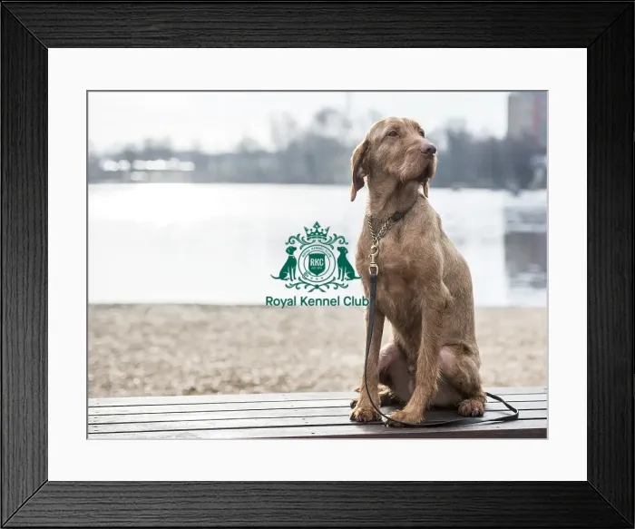 Framed Print : Crufts 2018 Framed Print : Crufts 2018